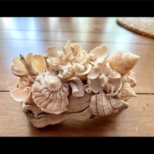 Seashell and Driftwood Decor